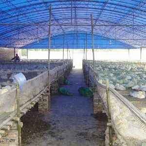 溫室養(yǎng)殖大棚