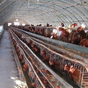 溫室養(yǎng)殖知識科普